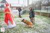 Hondenschool Sinterklaas 2023 101